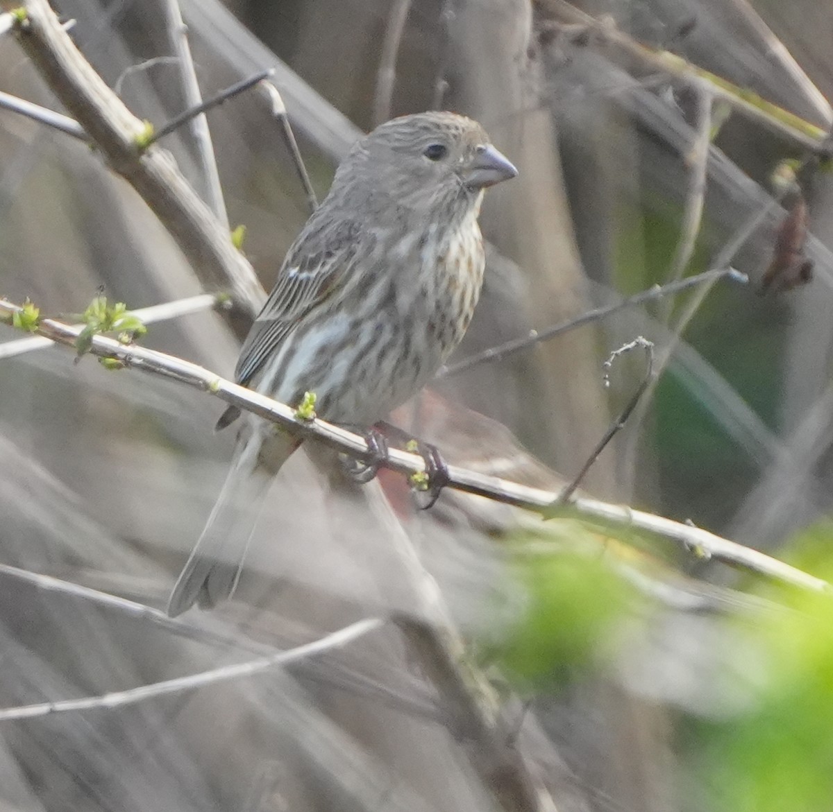House Finch - ML647593328