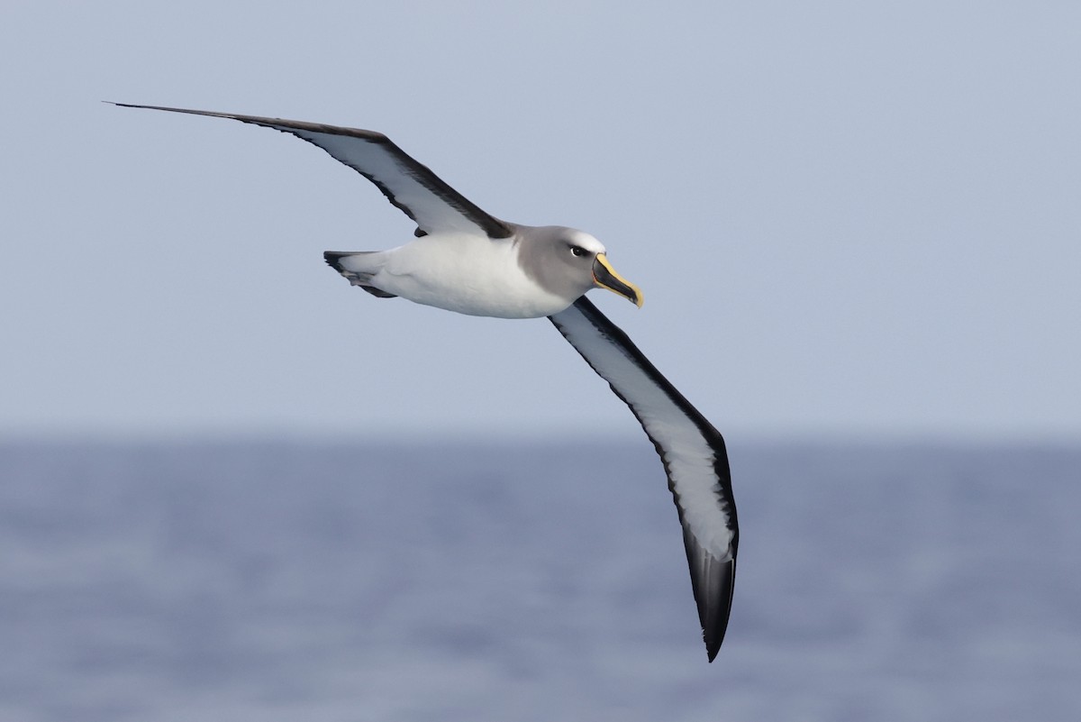 Buller's Albatross - ML647593351
