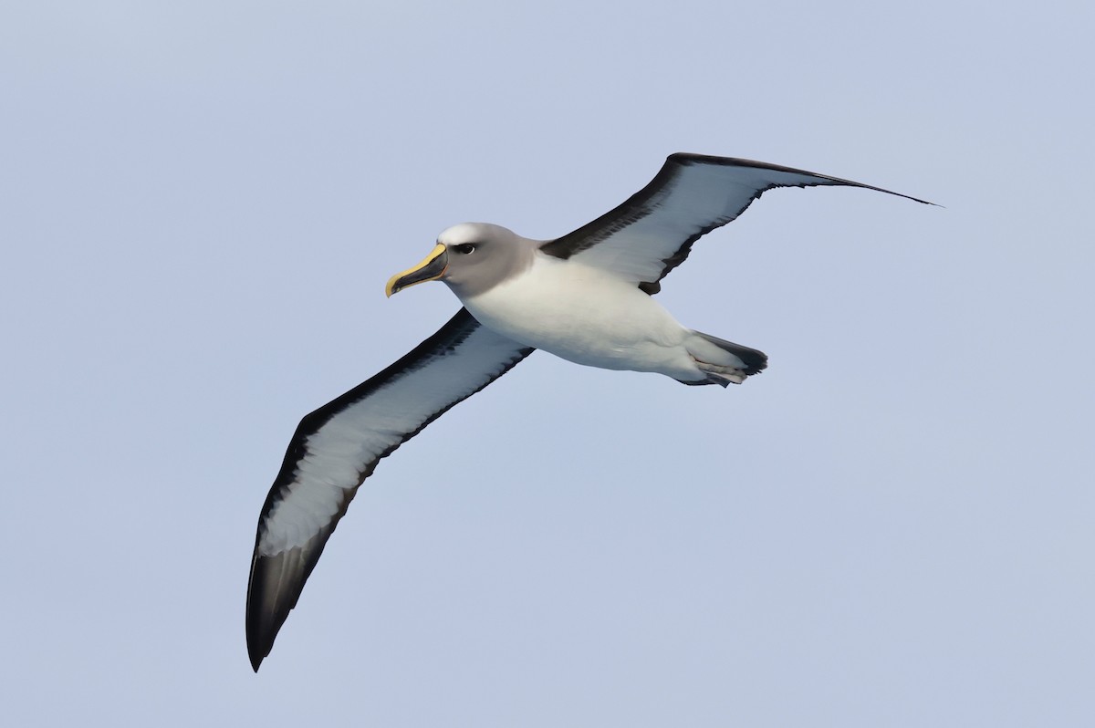 Buller's Albatross - ML647593352