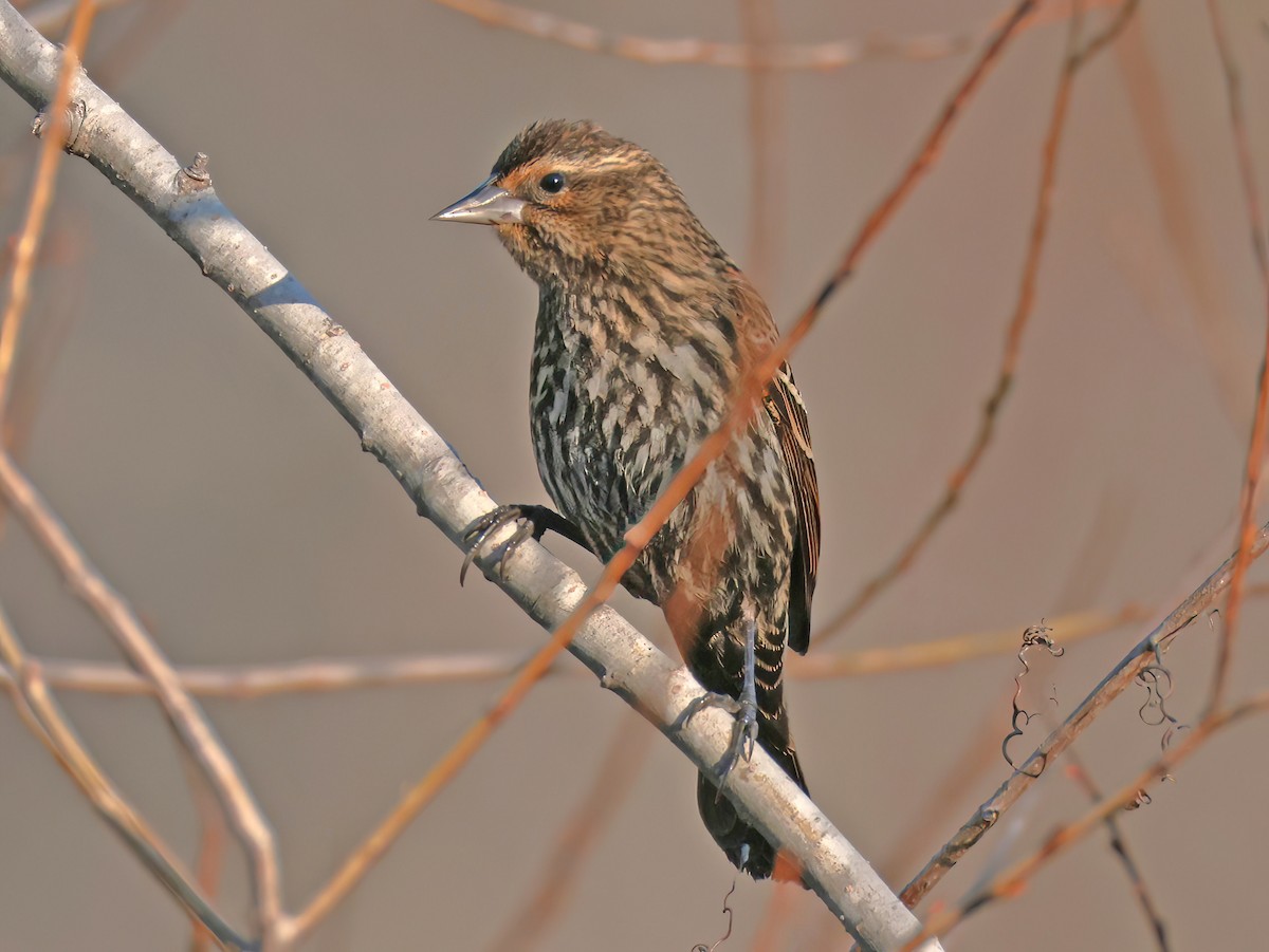 Red-winged Blackbird - ML647593382