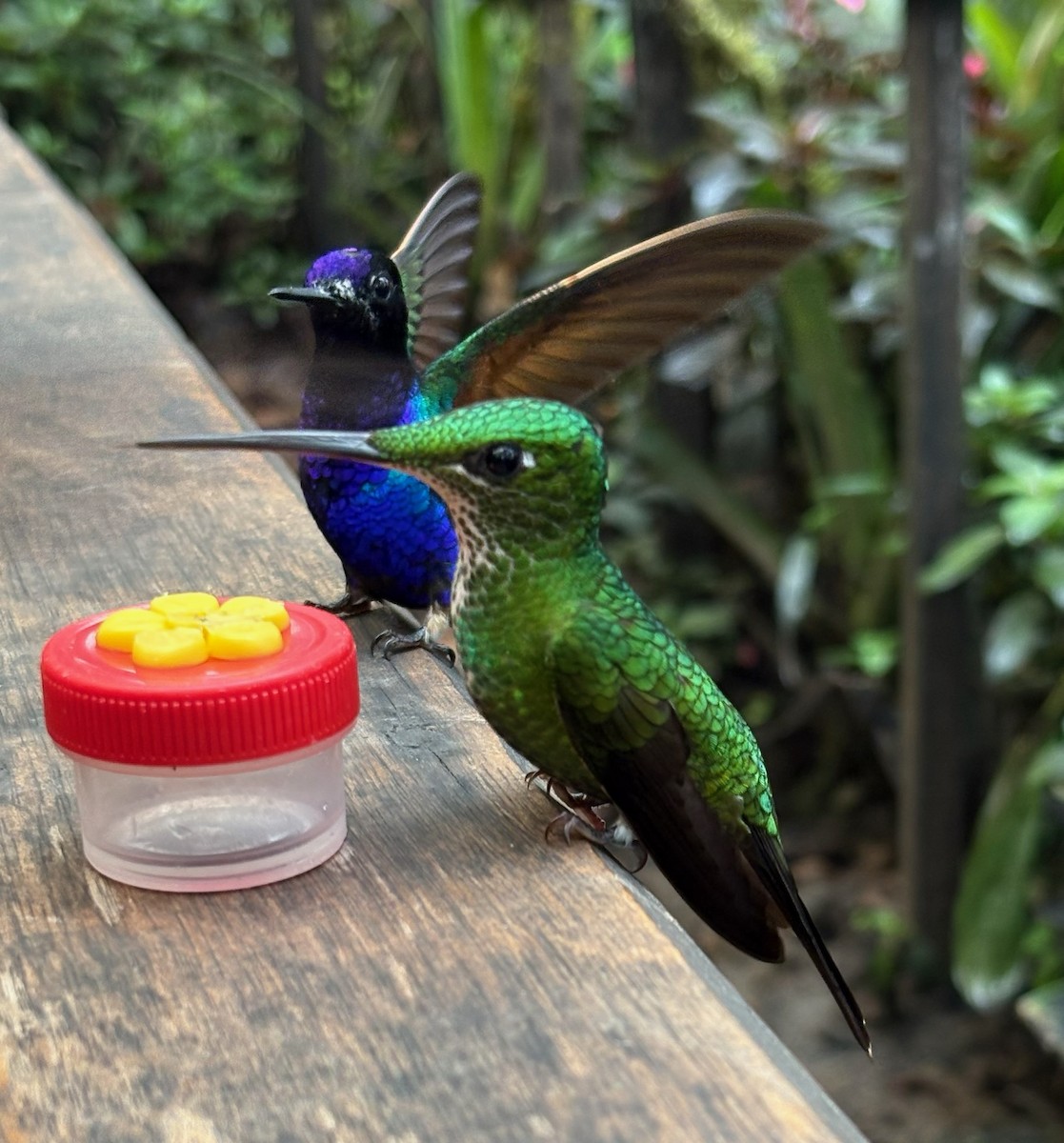 Empress Brilliant - ML647593385