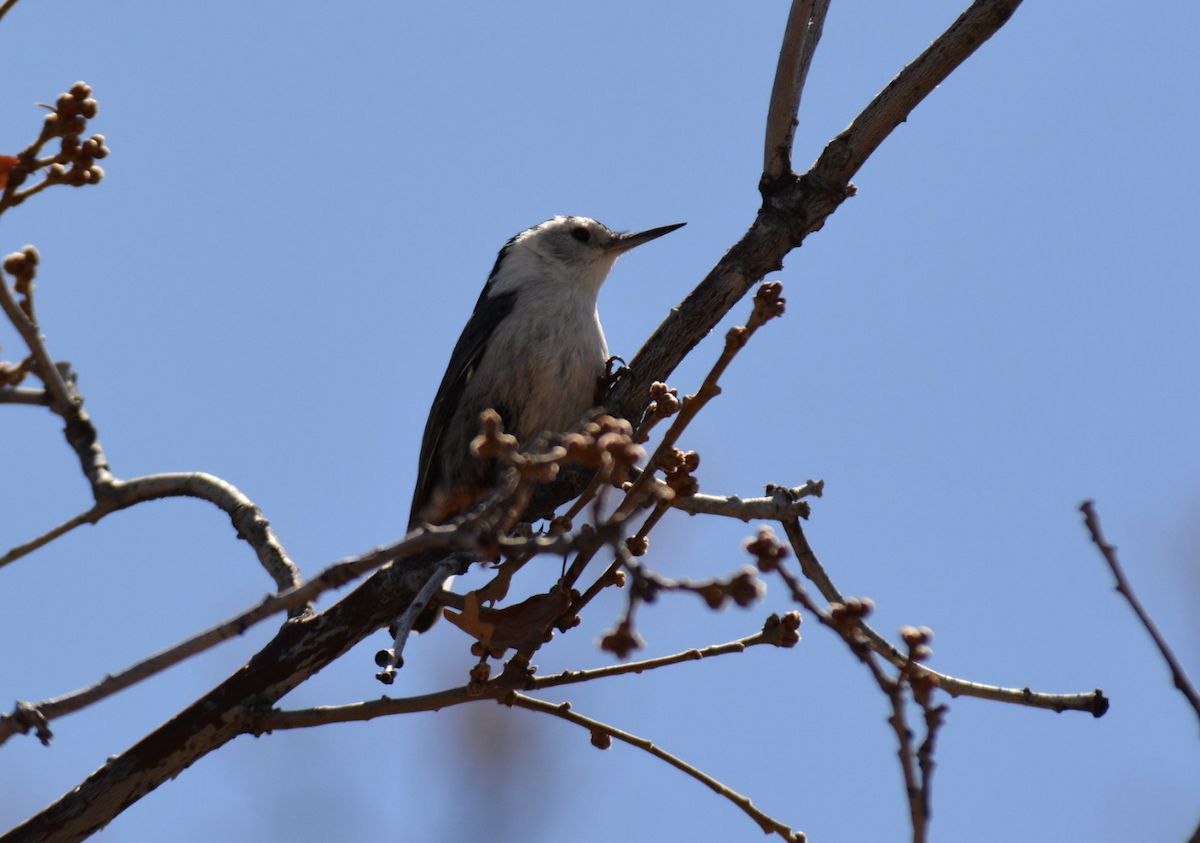 White-breasted Nuthatch - ML647593400