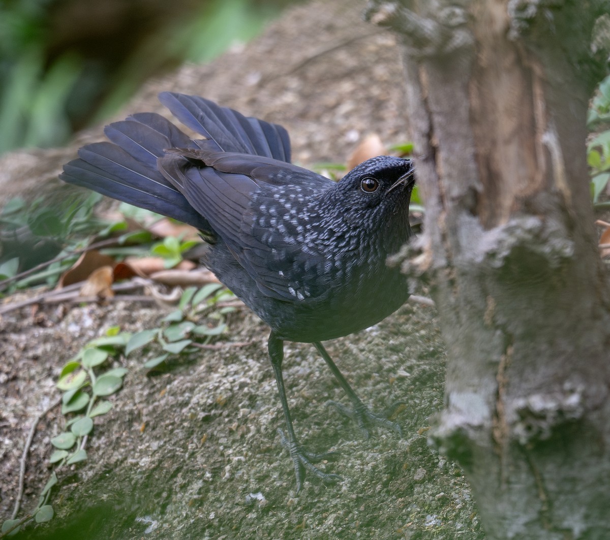 Blue Whistling-Thrush - ML647593413