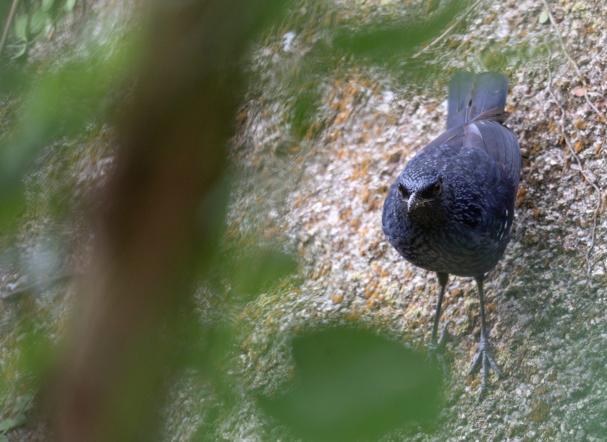 Blue Whistling-Thrush - ML647593417