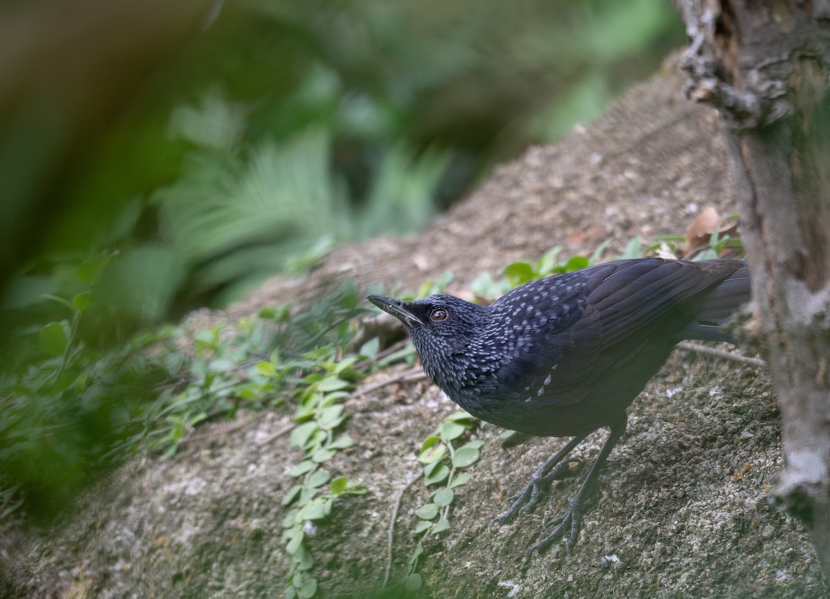 Blue Whistling-Thrush - ML647593418