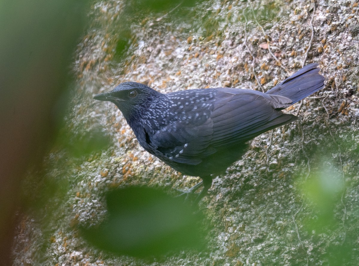 Blue Whistling-Thrush - ML647593419