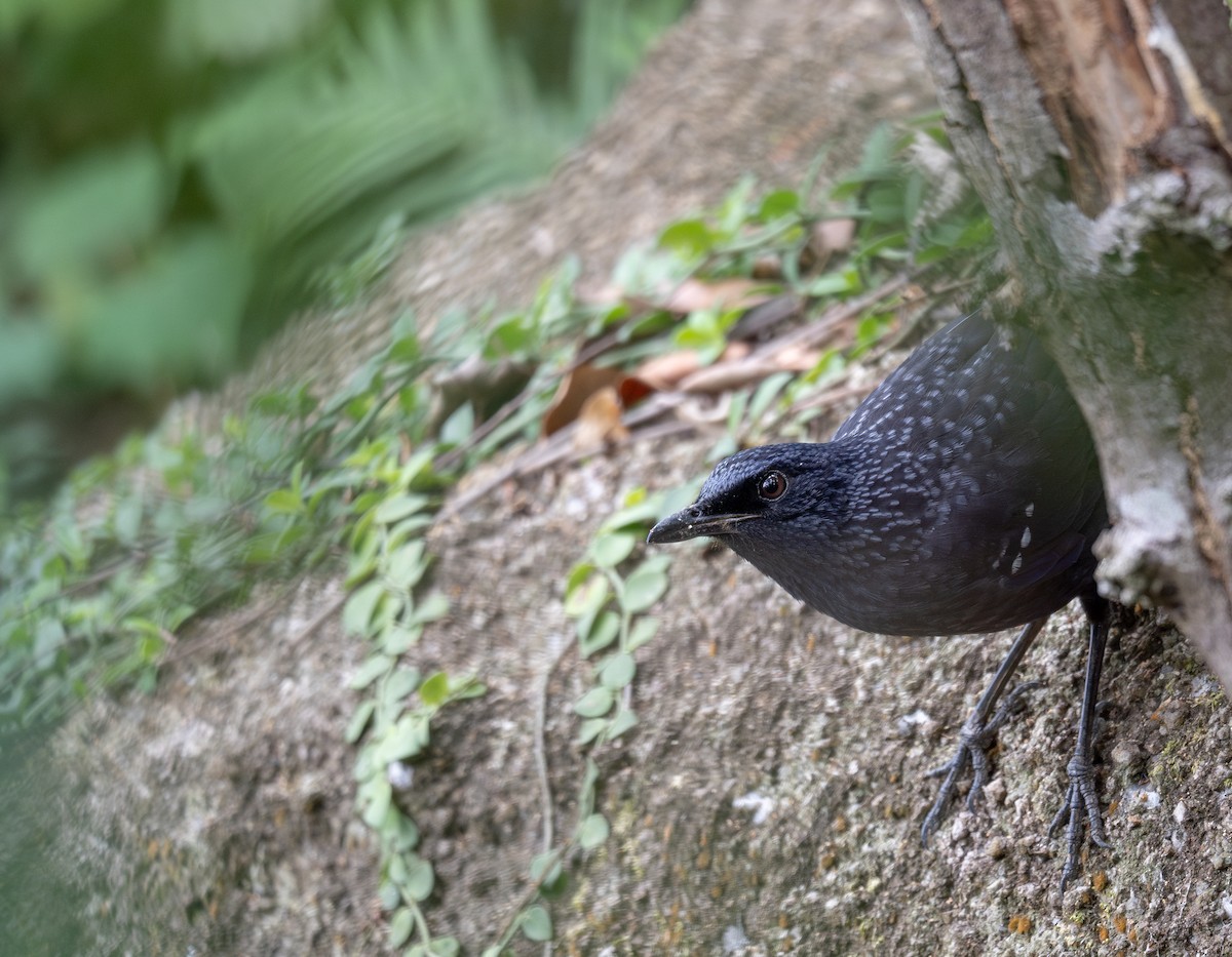 Blue Whistling-Thrush - ML647593433