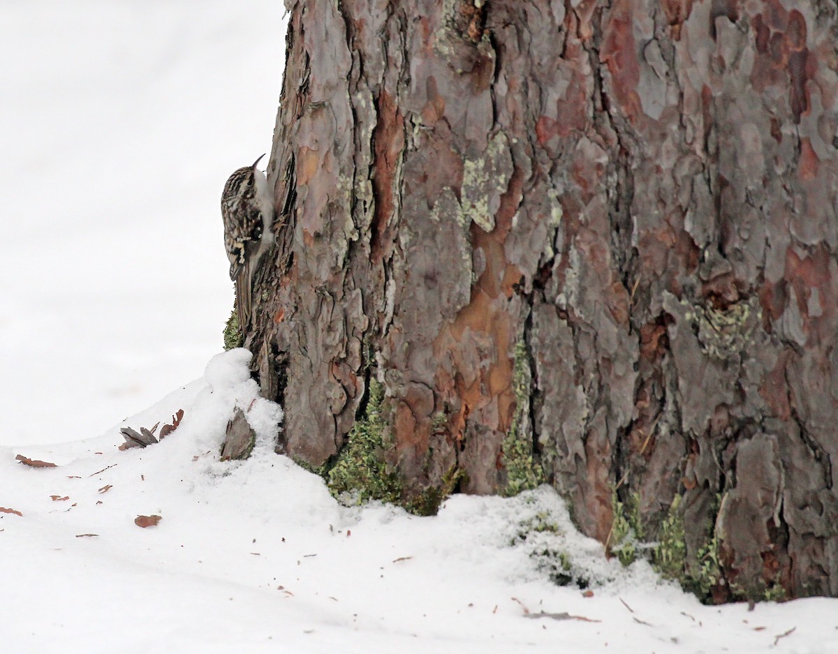 Brown Creeper - ML647593436