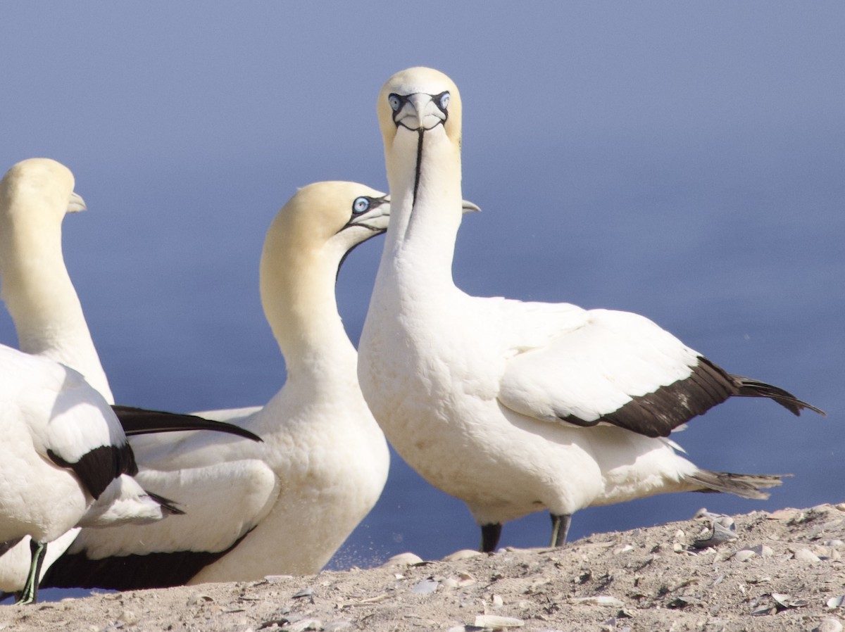Cape Gannet - ML647593437