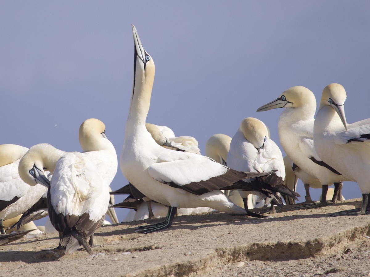 Cape Gannet - ML647593438