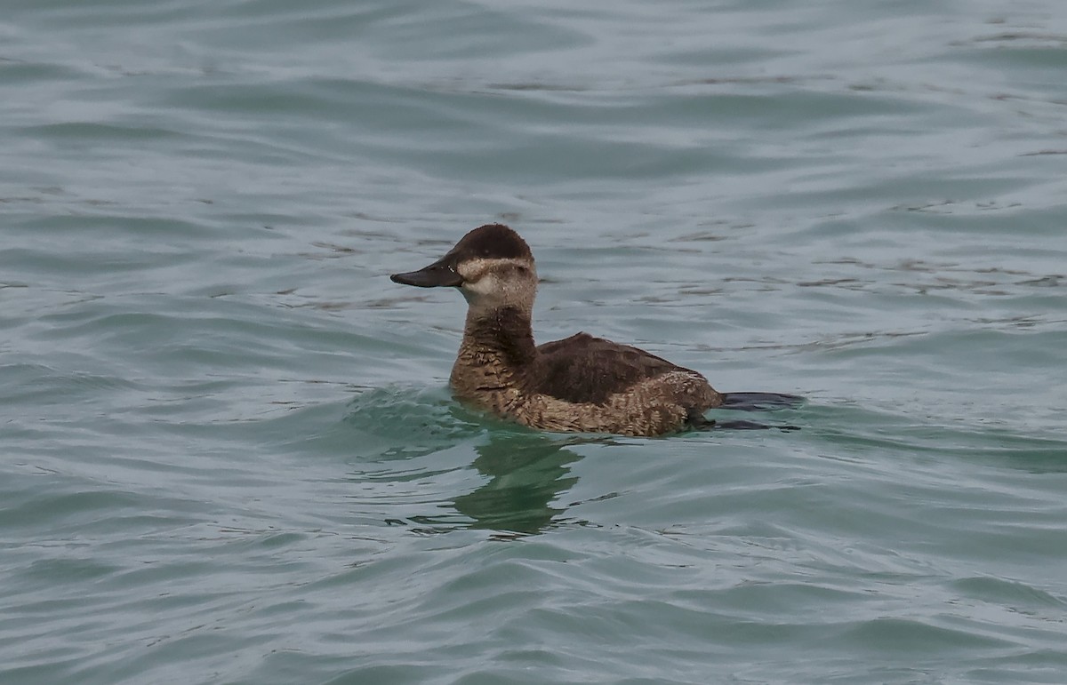 Ruddy Duck - ML647593439