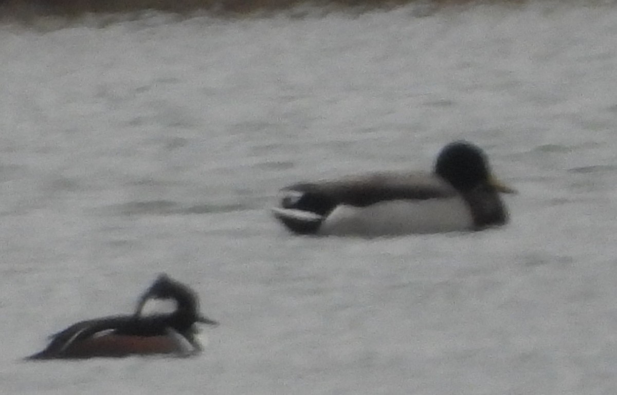 Mallard - ML647593440