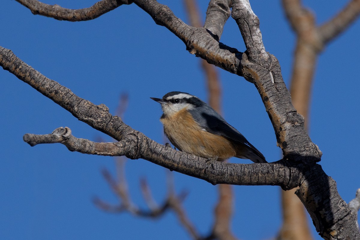 Red-breasted Nuthatch - ML647593441