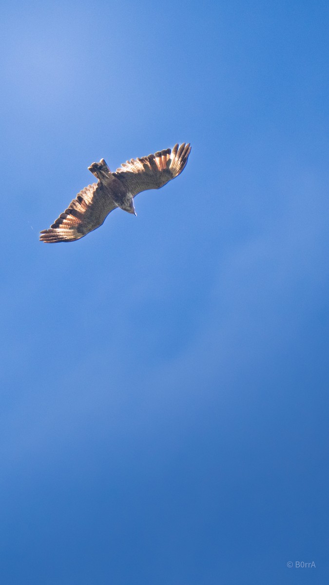 Savanna Hawk - ML647593447