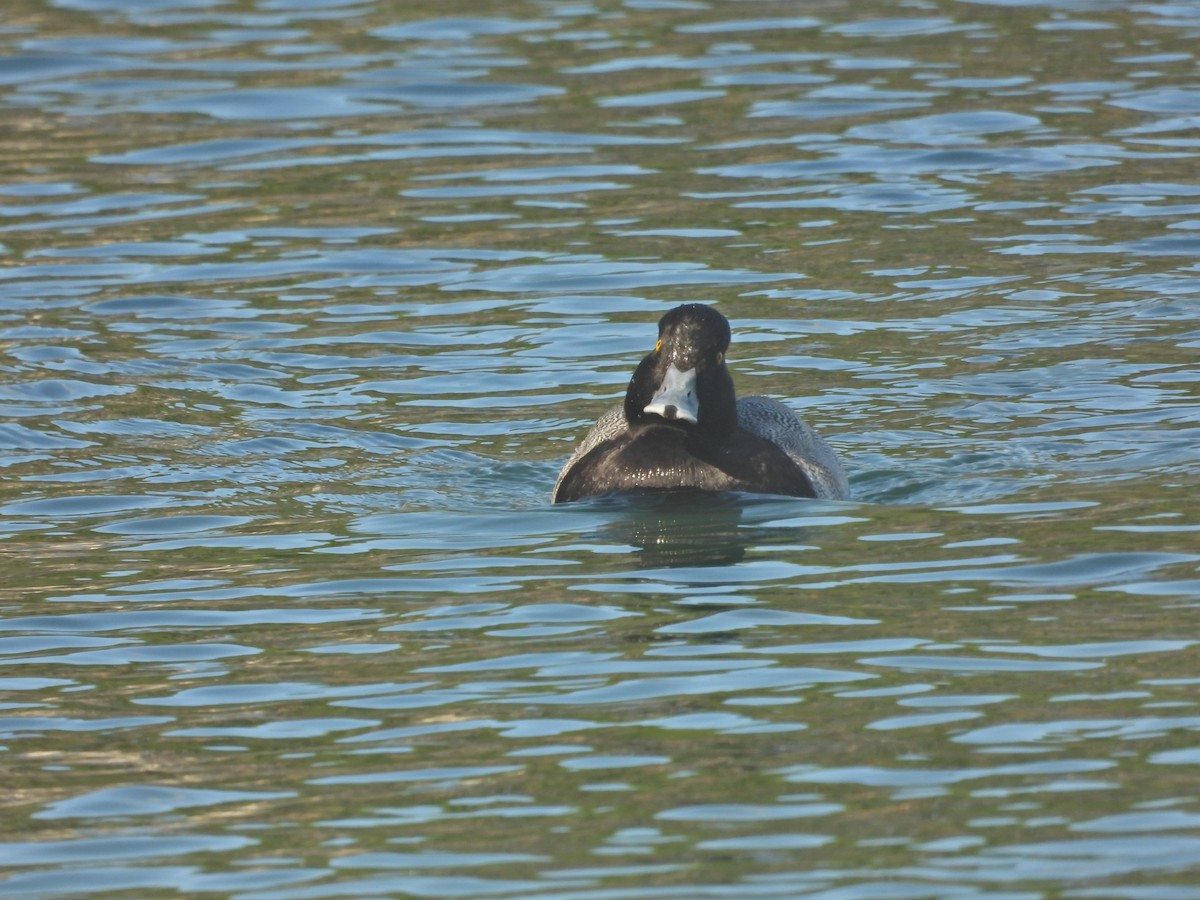 Lesser Scaup - ML647593448