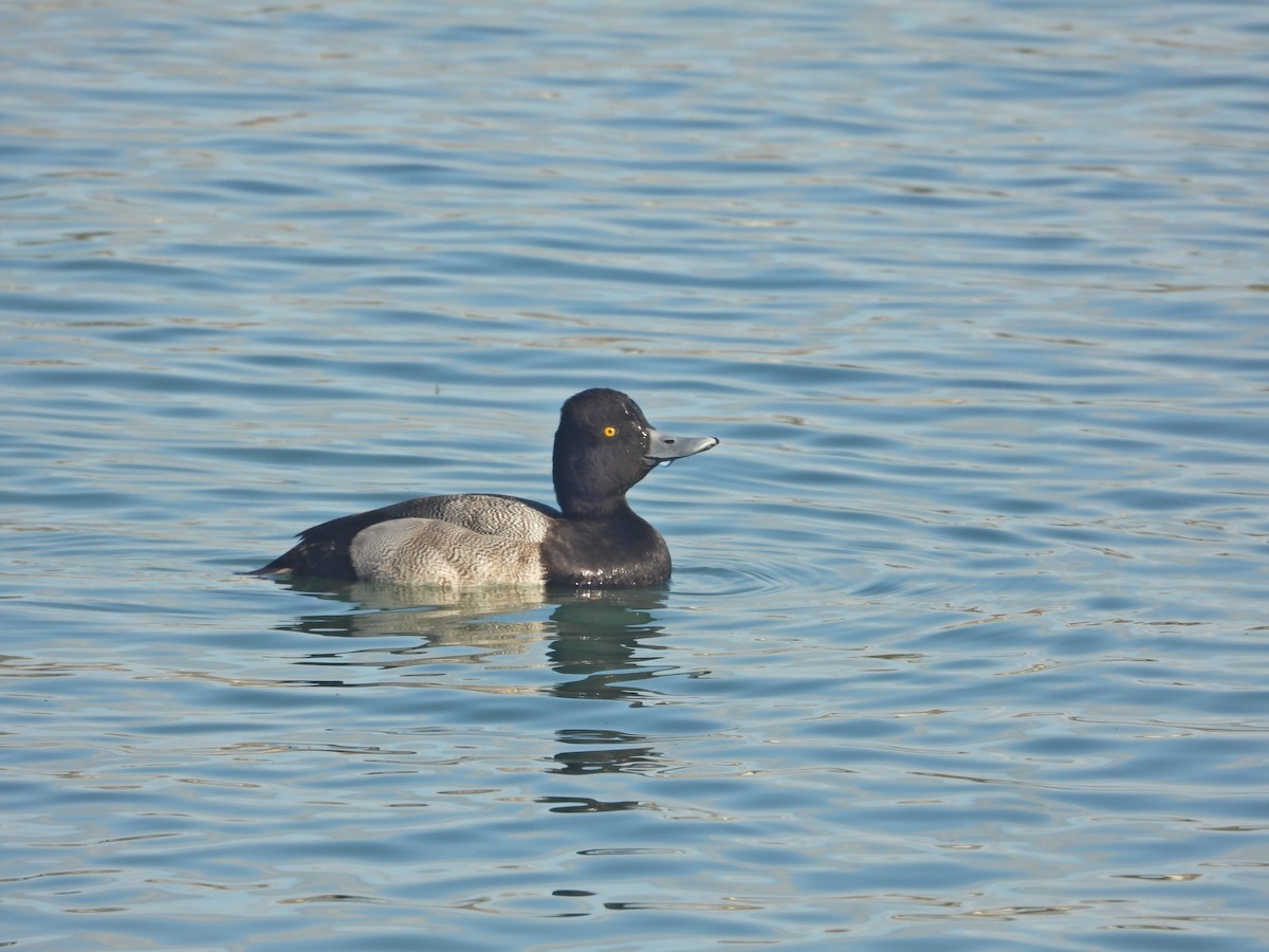 Lesser Scaup - ML647593449
