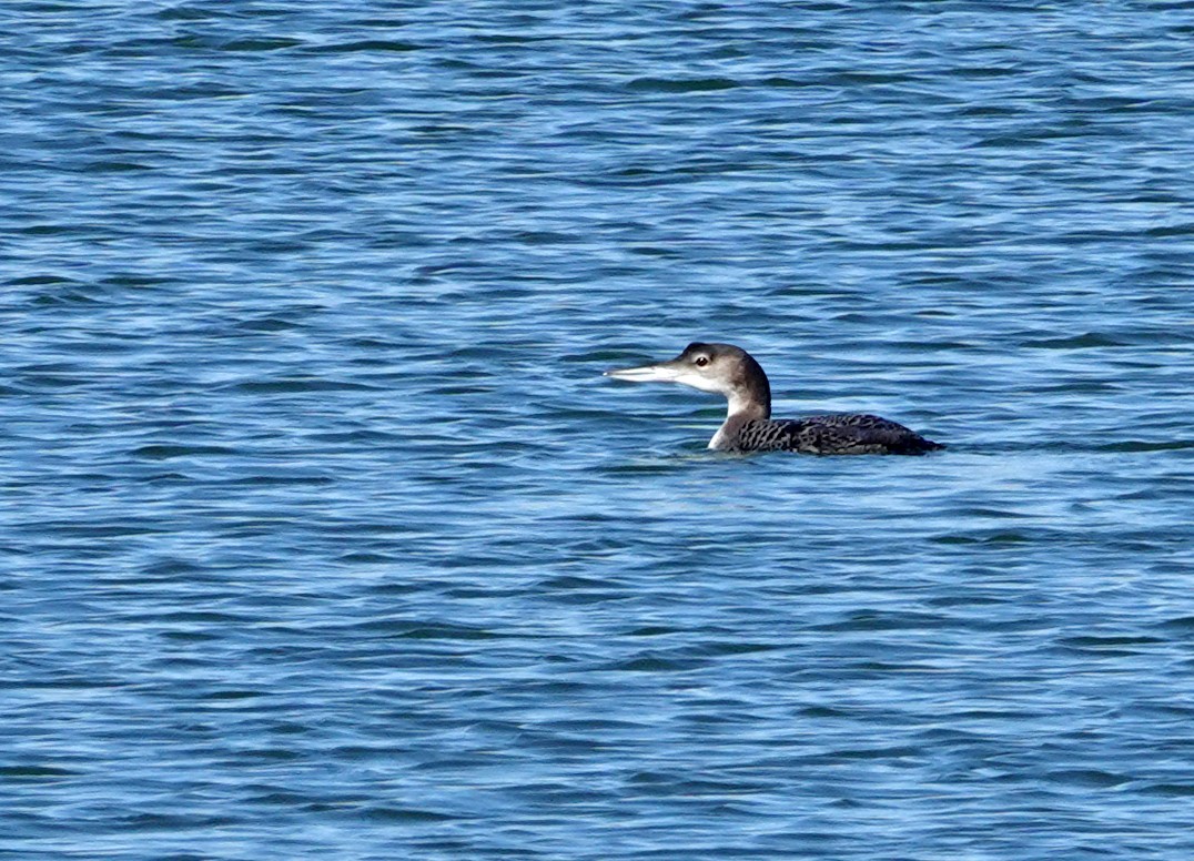 Common Loon - ML647593450