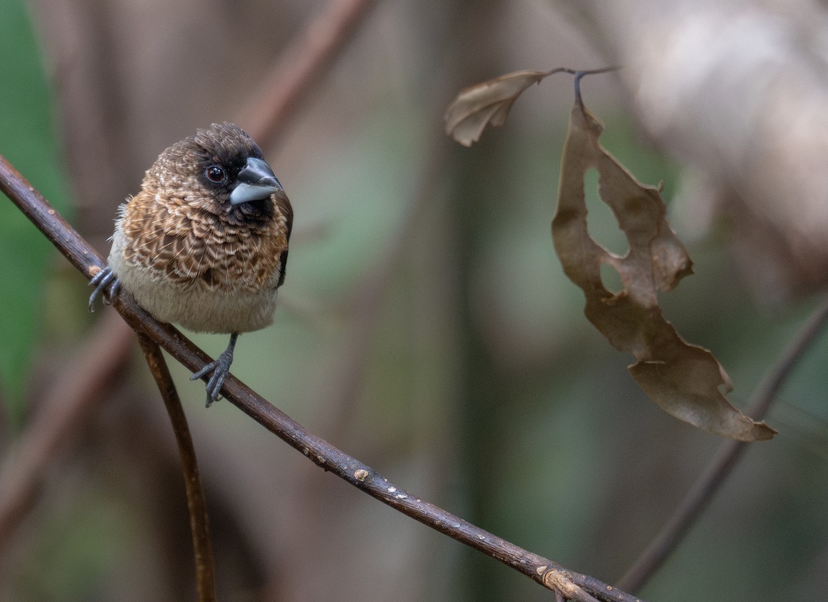 White-rumped Munia - ML647593451