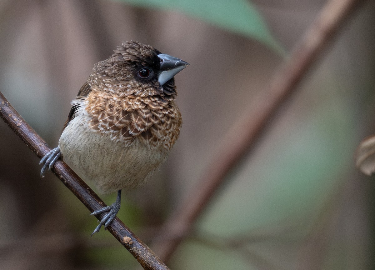 White-rumped Munia - ML647593452
