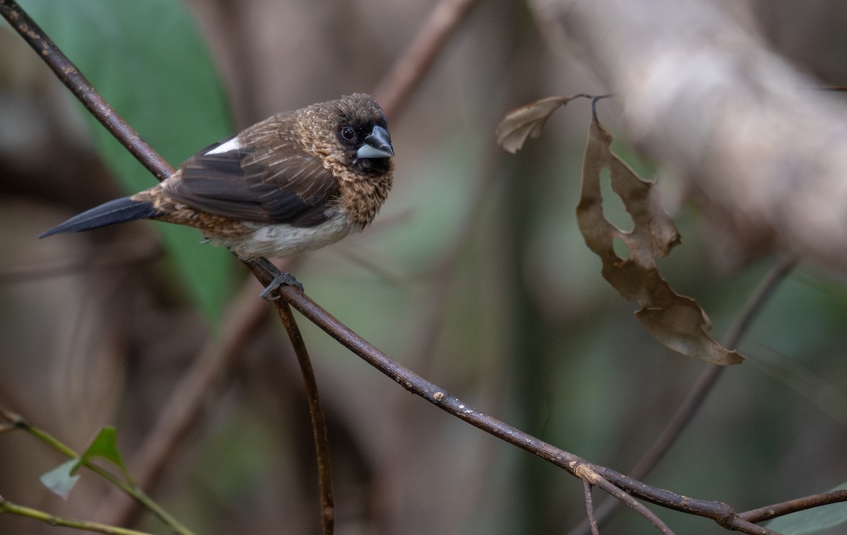 White-rumped Munia - ML647593453