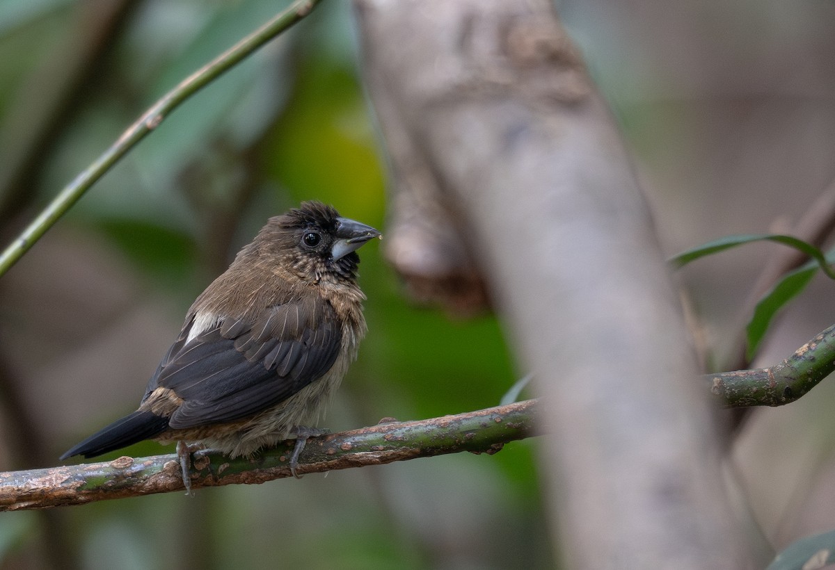 White-rumped Munia - ML647593454