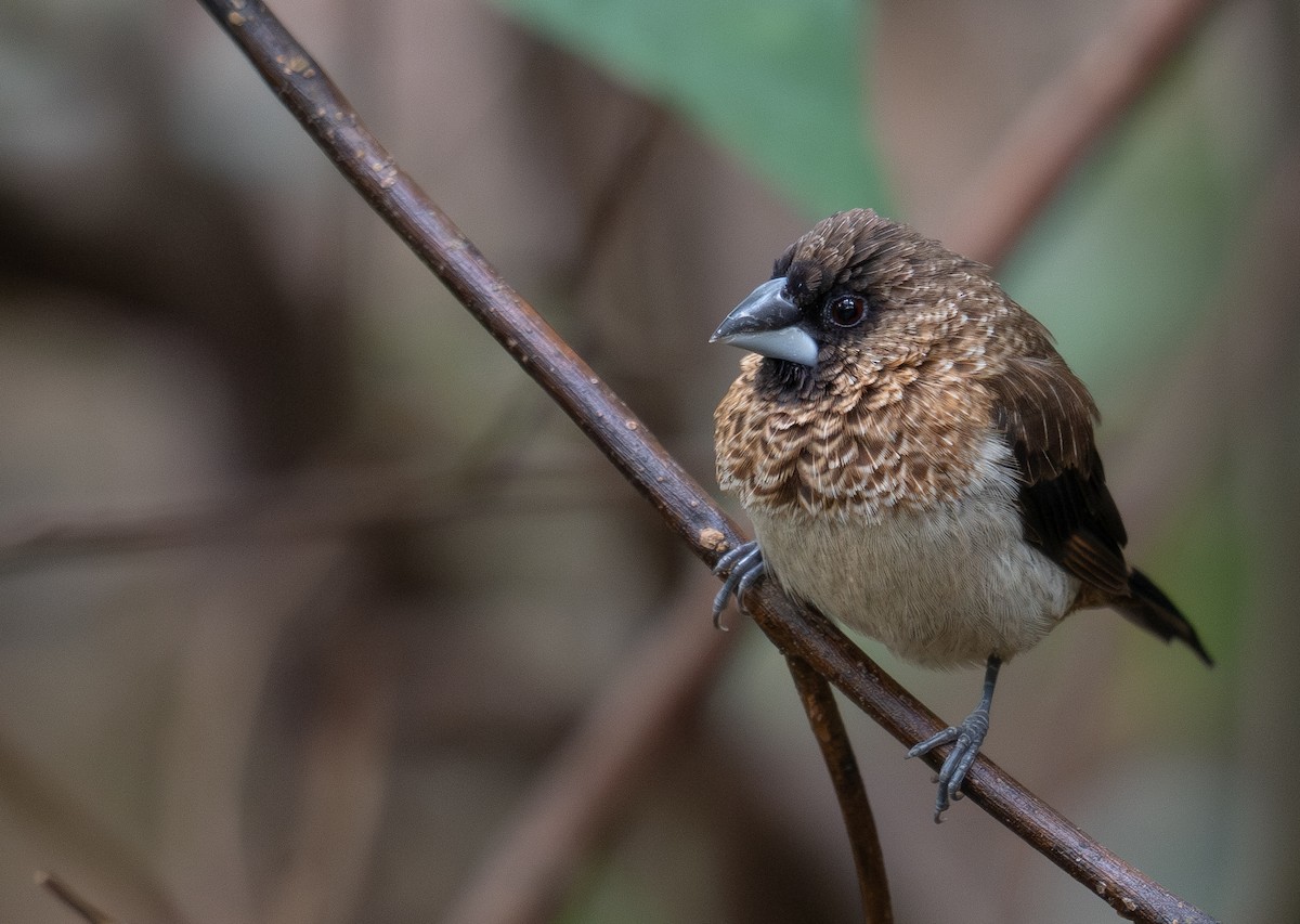 White-rumped Munia - ML647593455