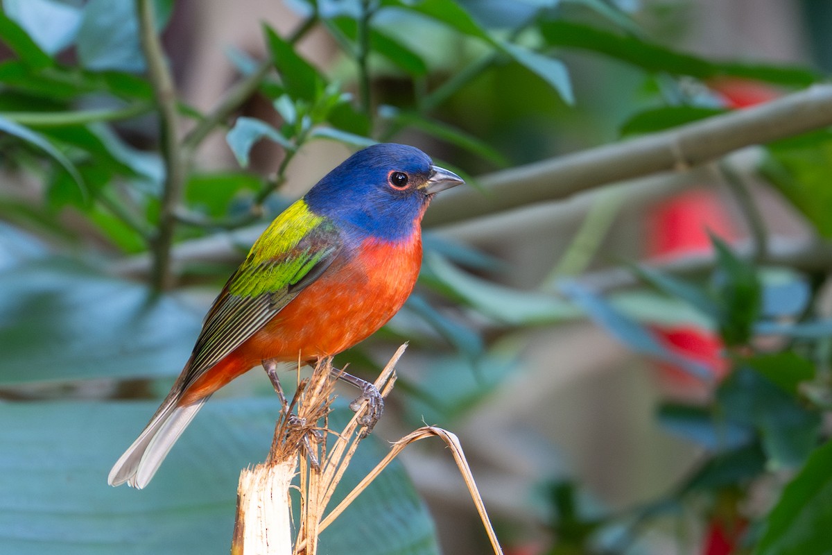 Painted Bunting - ML647593457