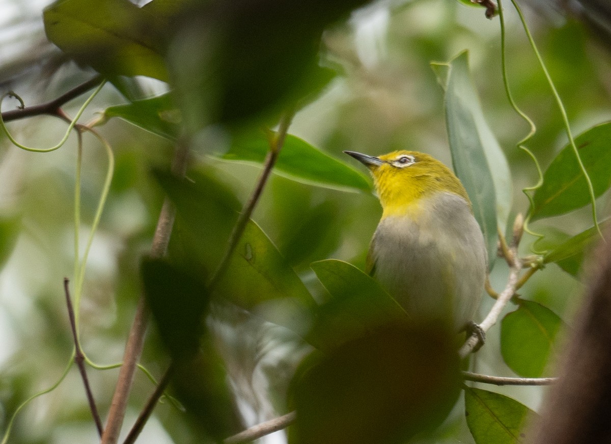 Swinhoe's White-eye - ML647593458