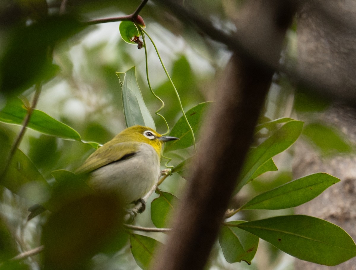 Swinhoe's White-eye - ML647593459
