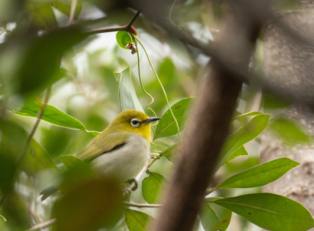 Swinhoe's White-eye - ML647593460