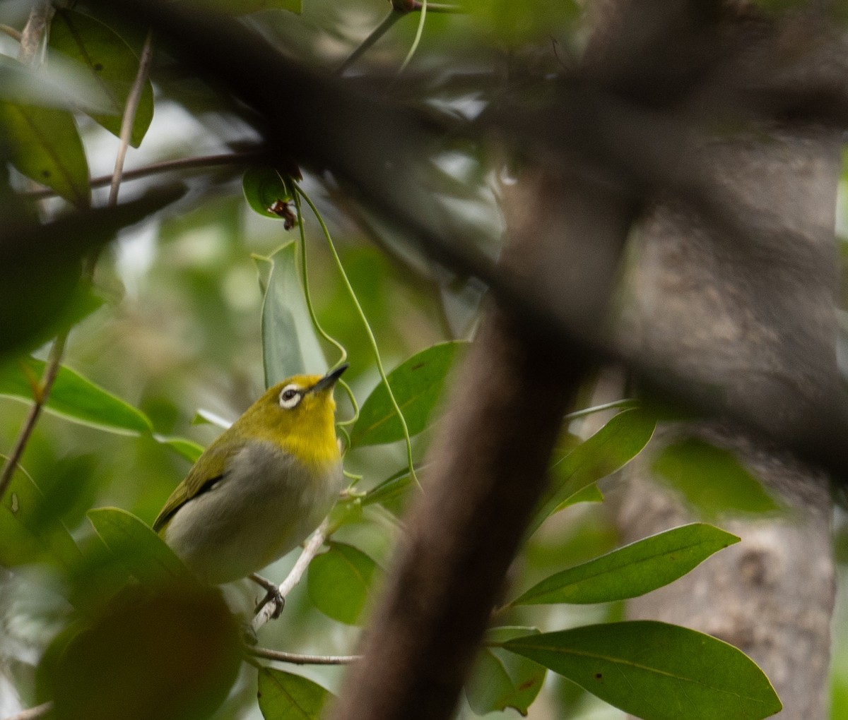 Swinhoe's White-eye - ML647593461