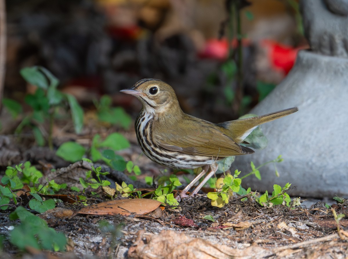 Ovenbird - ML647593463