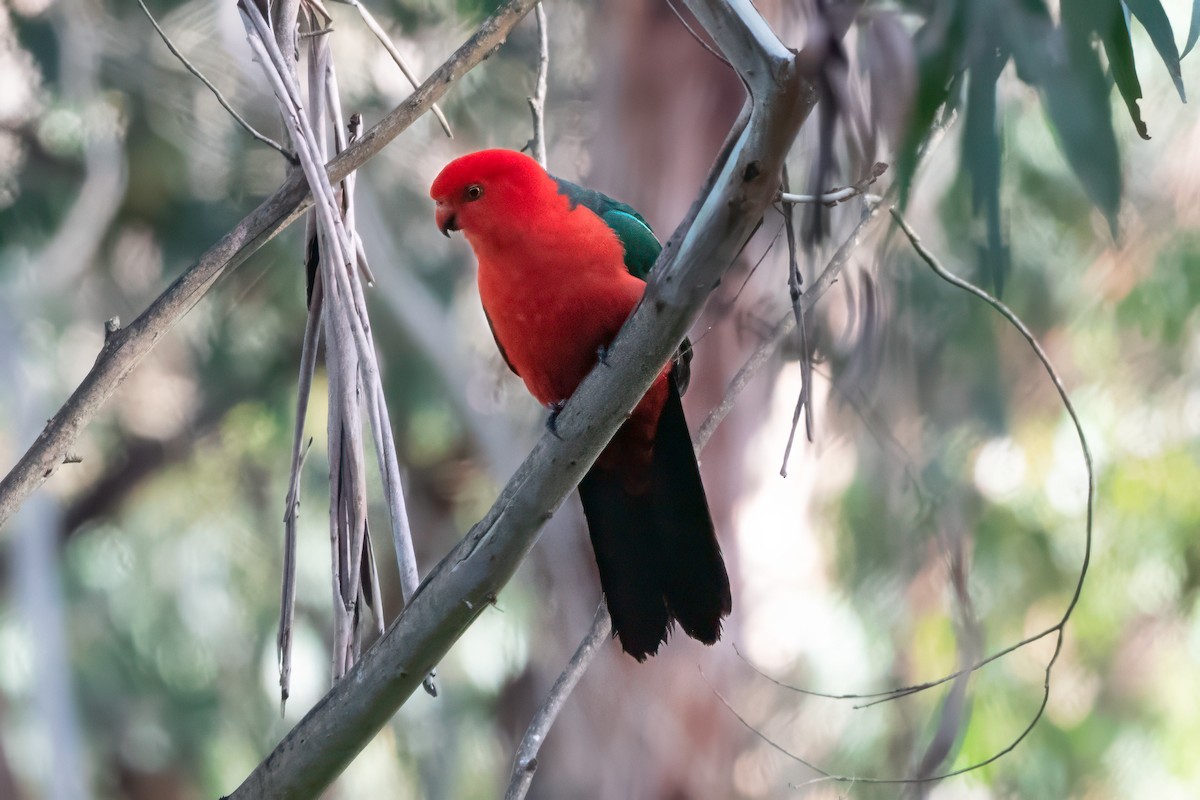 Australian King-Parrot - ML647593464