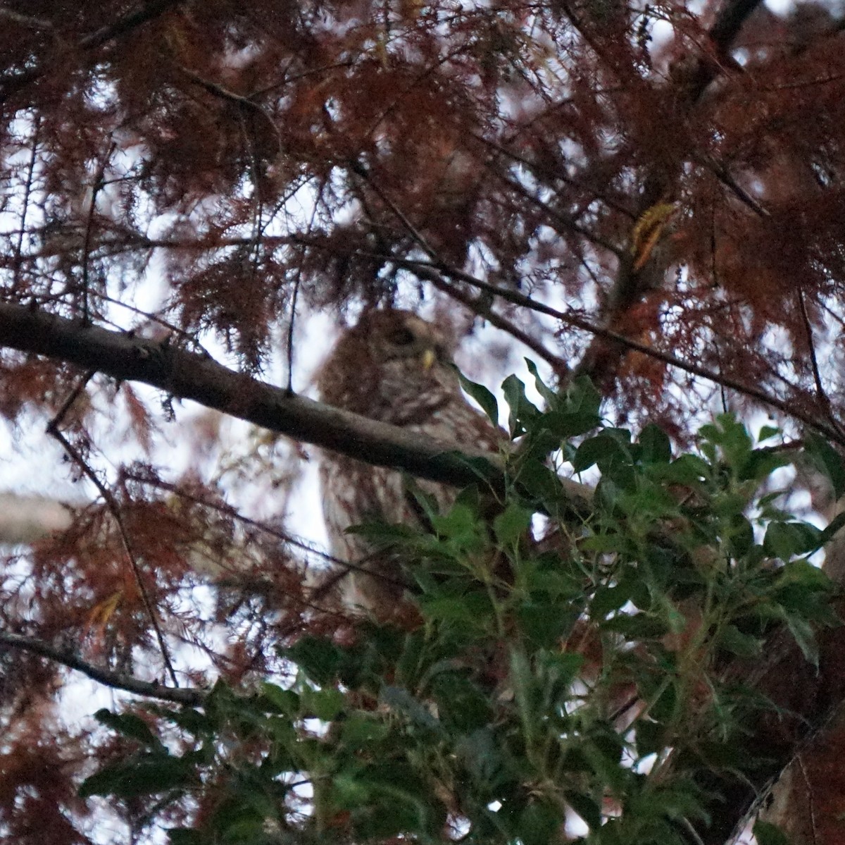 Barred Owl - ML647593465