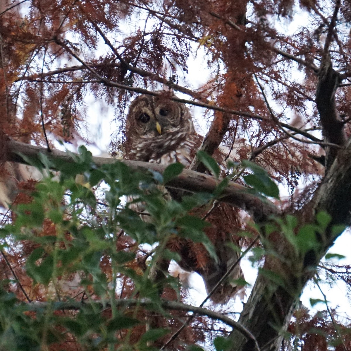 Barred Owl - ML647593466