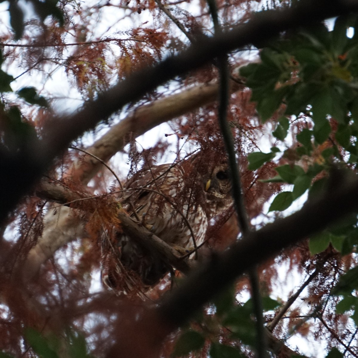 Barred Owl - ML647593467