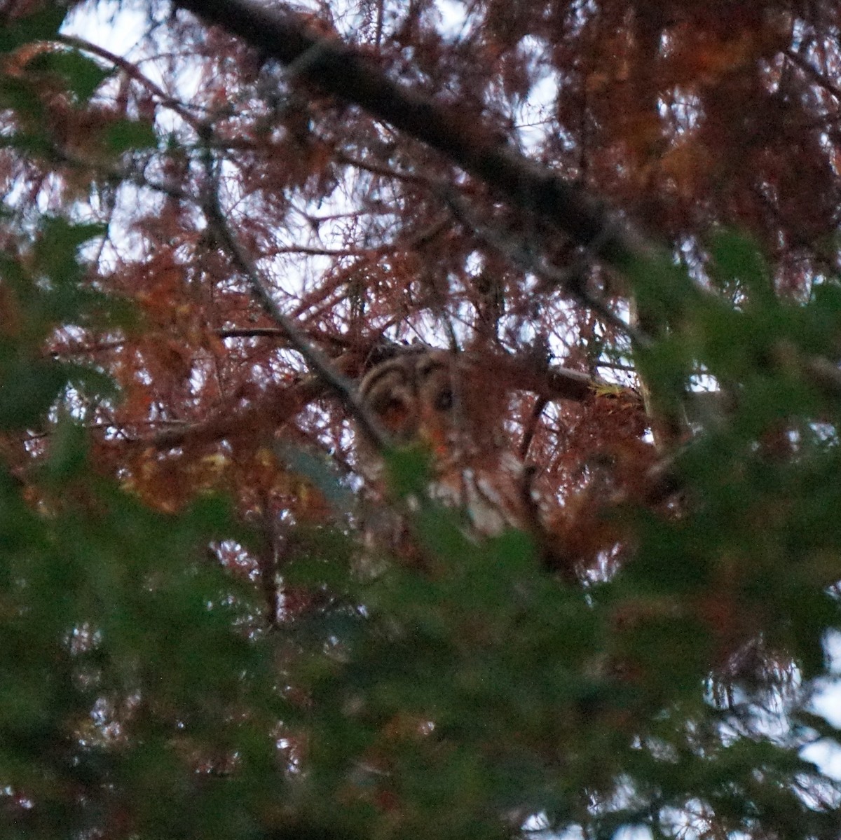 Barred Owl - ML647593468