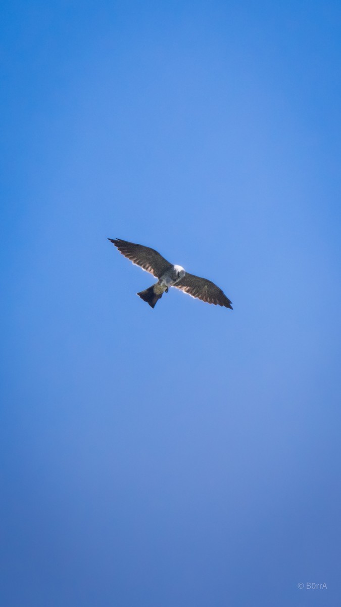 Mississippi Kite - ML647593470