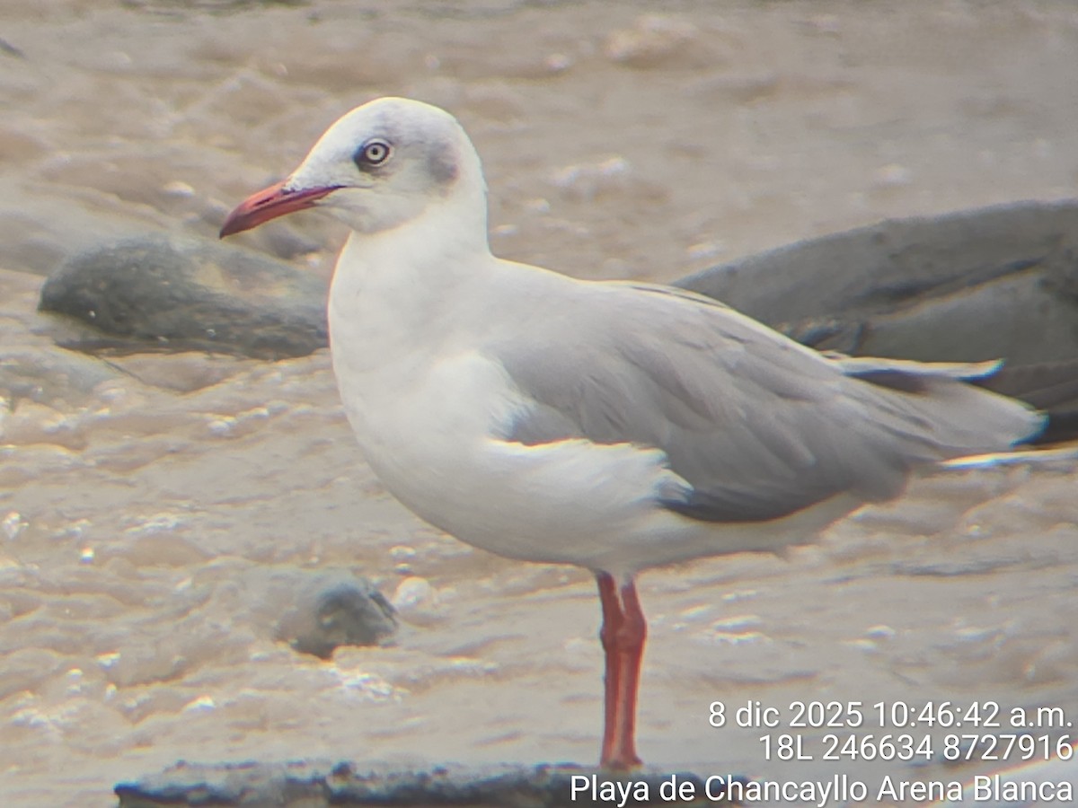 Gray-hooded Gull - ML647593494