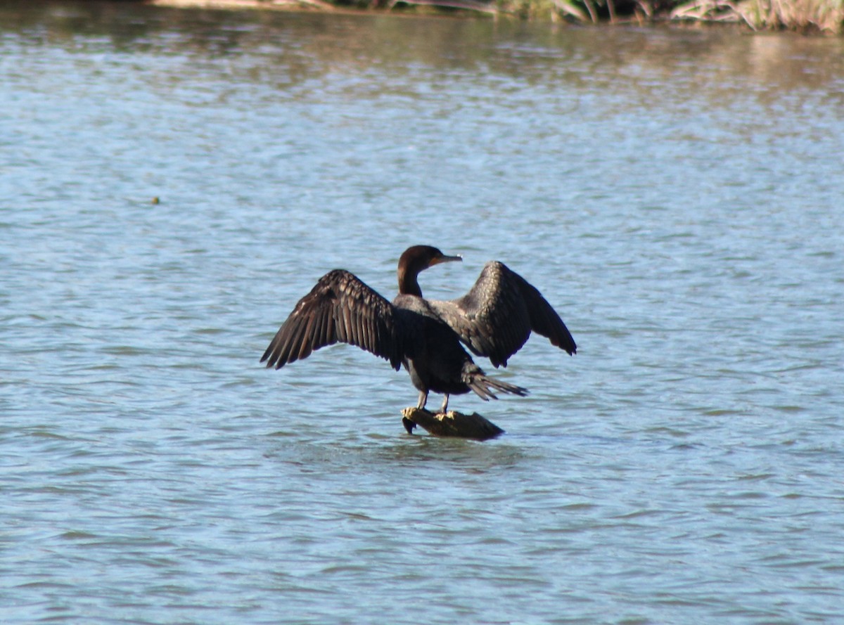 Cormoran à aigrettes - ML647593505