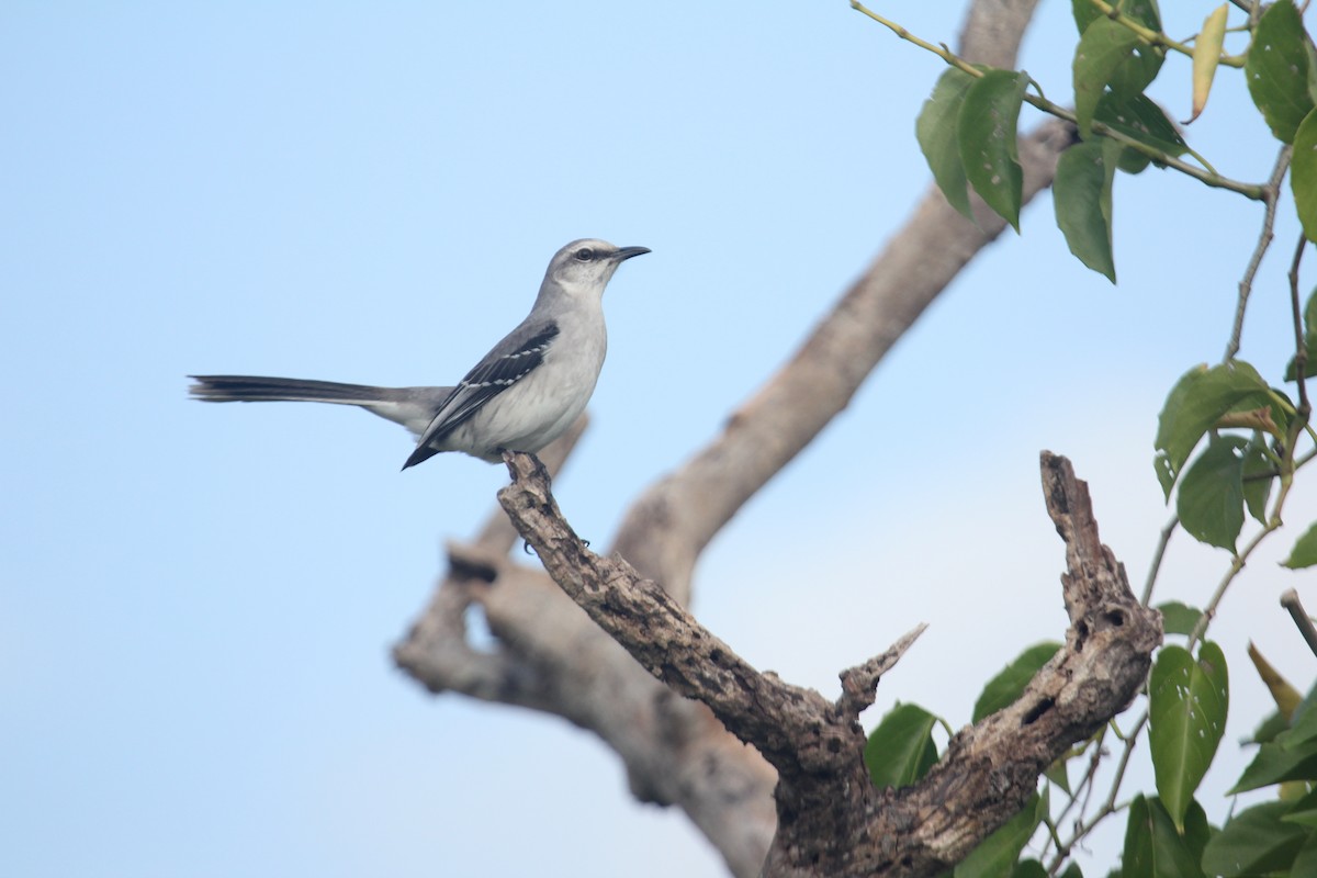 Tropikal Taklitçi (gracilis/leucophaeus) - ML647593509