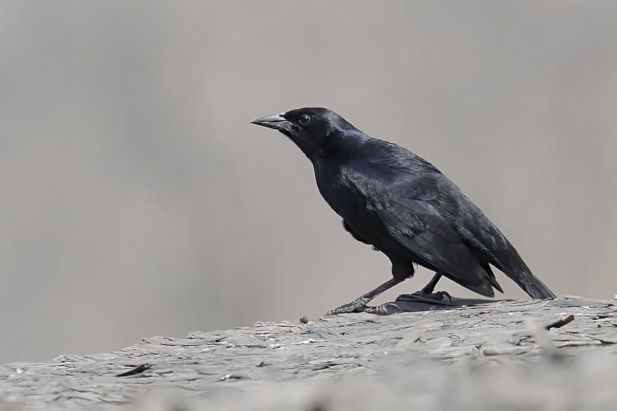 Scrub Blackbird - ML647593521