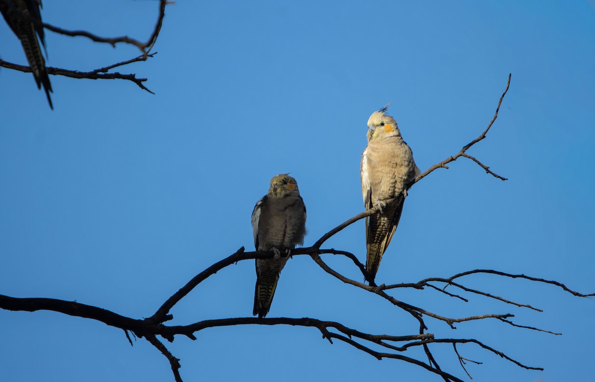Cockatiel - ML647593537