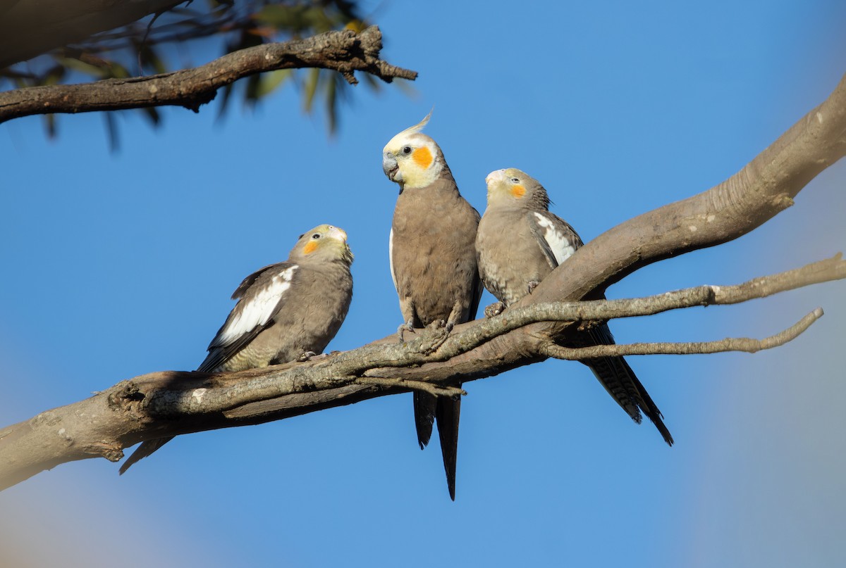 Cockatiel - ML647593538