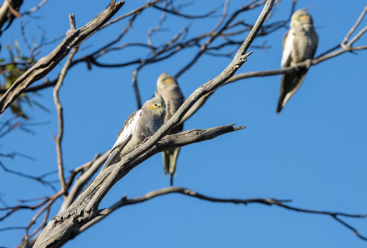 Cockatiel - ML647593539