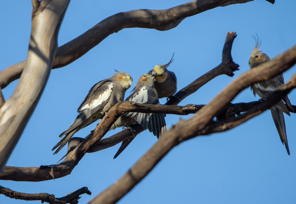 Cockatiel - ML647593540