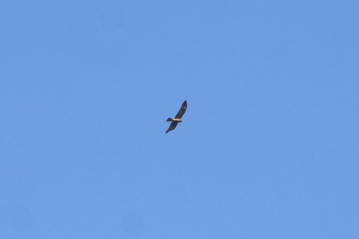 Square-tailed Kite - ML647593545