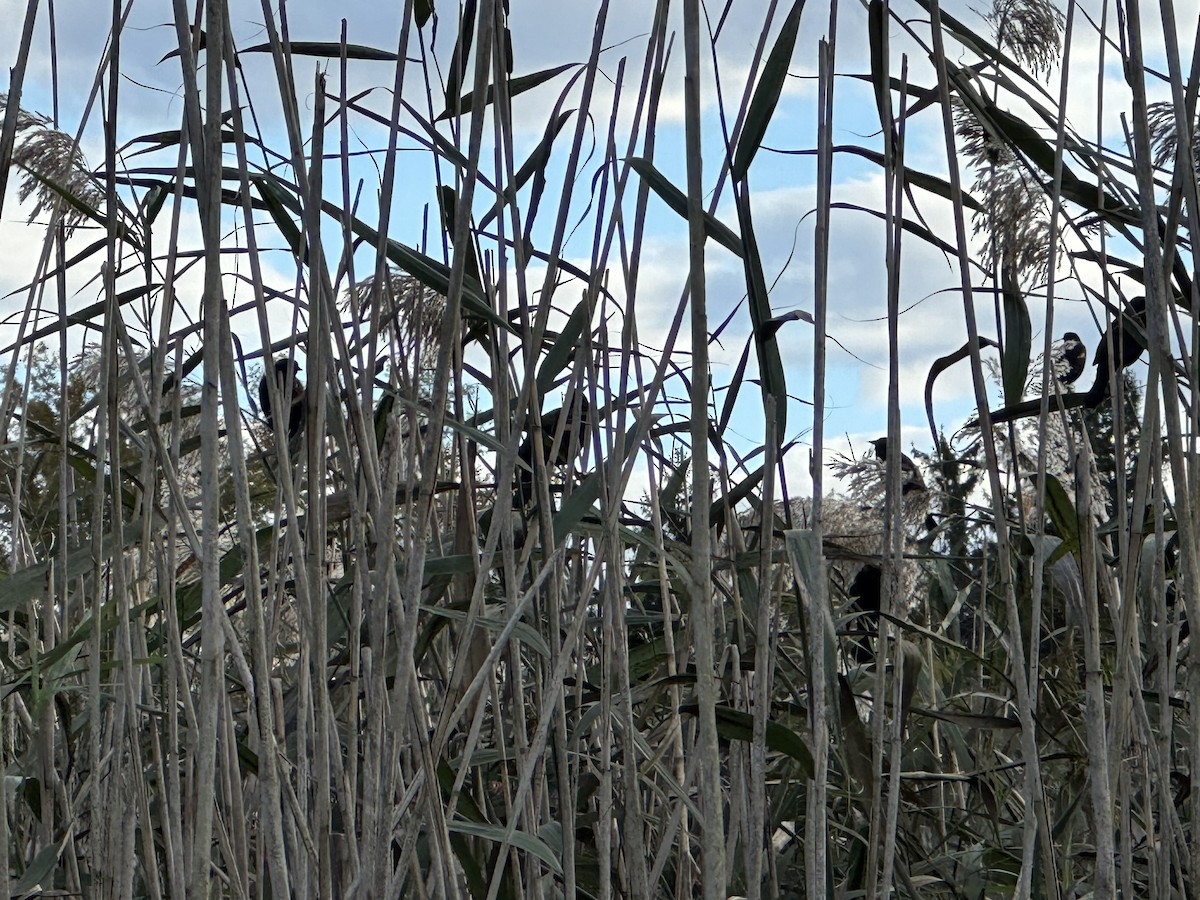 Red-winged Blackbird - ML647593557