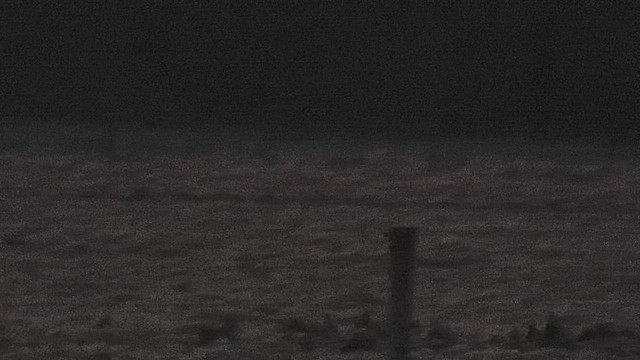 ינשוף שדות - ML647593563