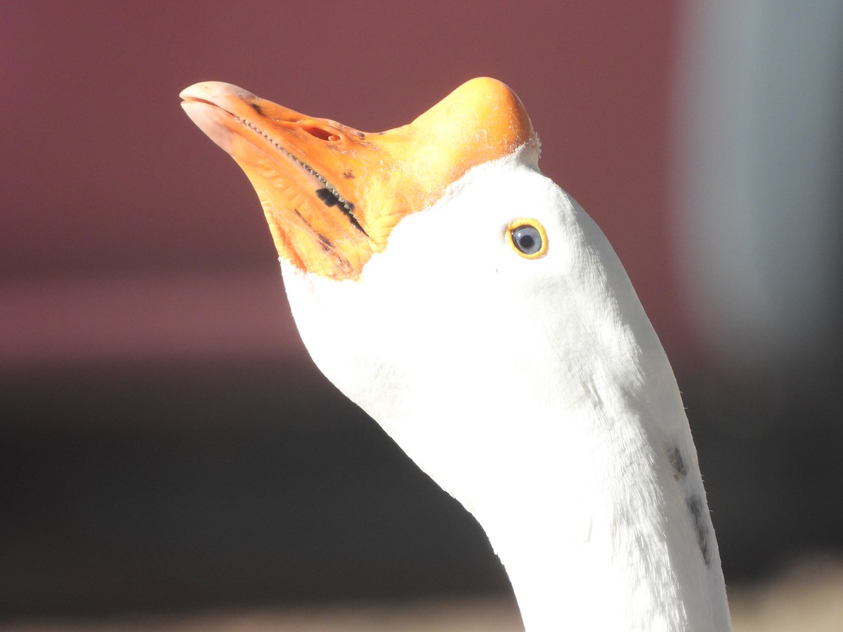 Гуска китайська (свійська) - ML647593586